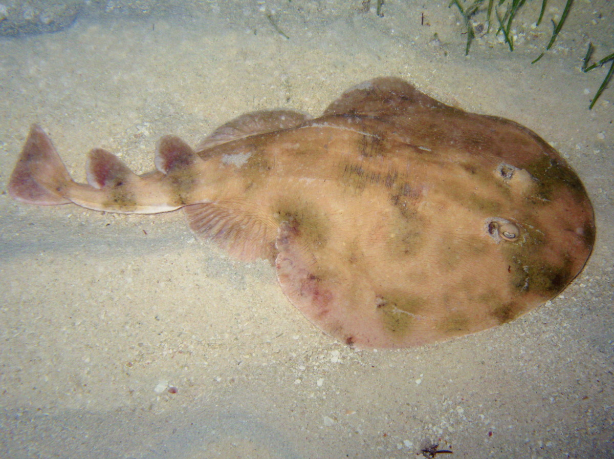 Narcine brasiliensis (Torpedine minore)